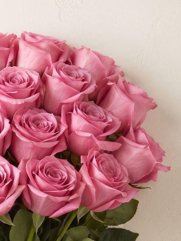  PINK ROSES